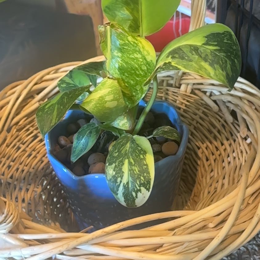 Photo of the plant species Green Congo by @WizardNoblefir8 named Oscar on Greg, the plant care app