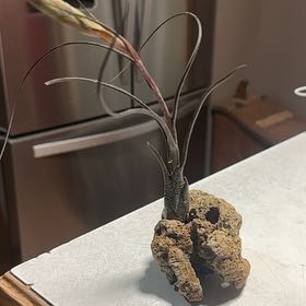 Photo of the plant species Tillandsia butzii by @WizardNoblefir8 named Aria on Greg, the plant care app