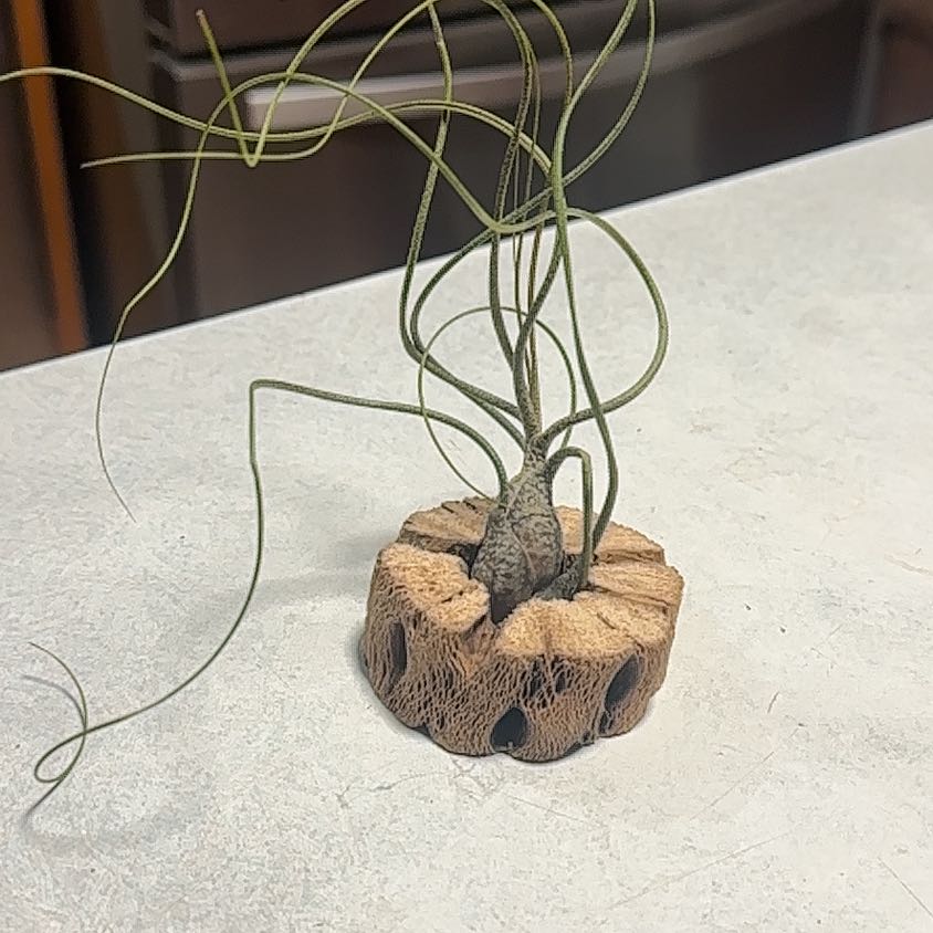 Photo of the plant species Tillandsia butzii by @WizardNoblefir8 named Harry on Greg, the plant care app