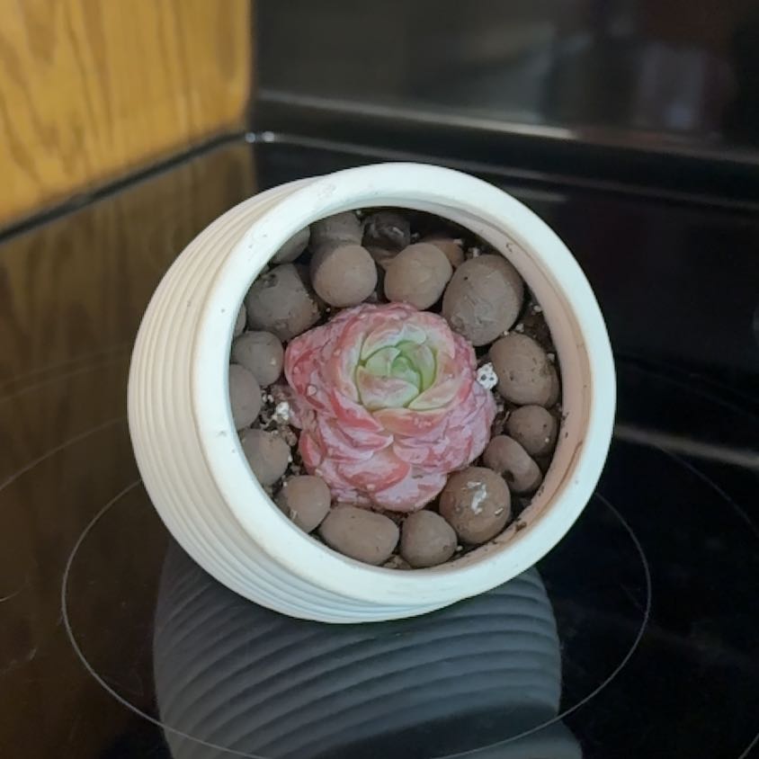Photo of the plant species Little Beauty by @WizardNoblefir8 named Forrest on Greg, the plant care app