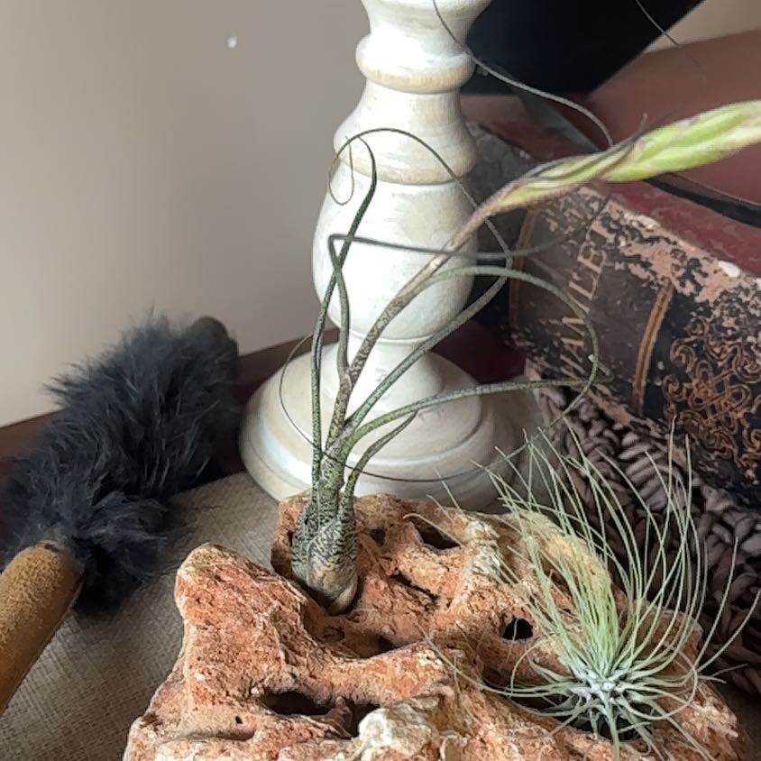 Photo of the plant species Tillandsia butzii by @WizardNoblefir8 named Mochi on Greg, the plant care app
