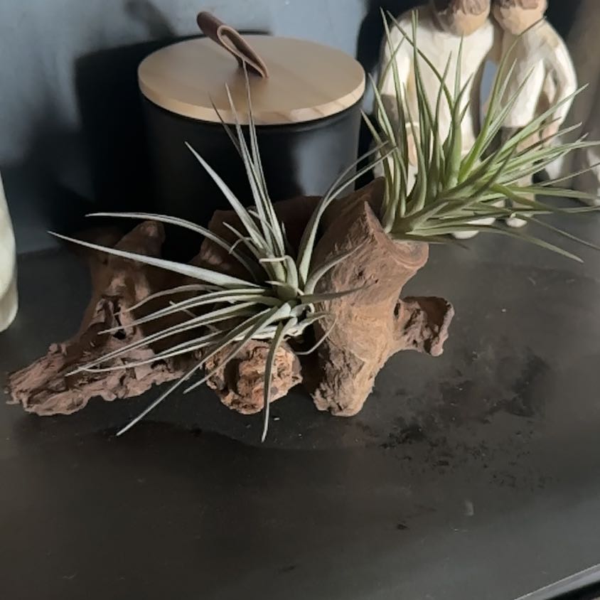 Photo of the plant species Tillandsia velutina by @WizardNoblefir8 named Sol on Greg, the plant care app