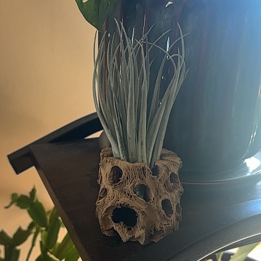 Photo of the plant species Giant Airplant by @WizardNoblefir8 named Muhammad Ali on Greg, the plant care app