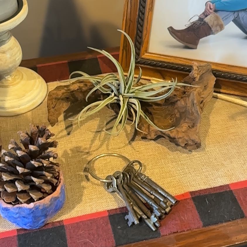Photo of the plant species Tillandsia velutina by @WizardNoblefir8 named Daphne on Greg, the plant care app