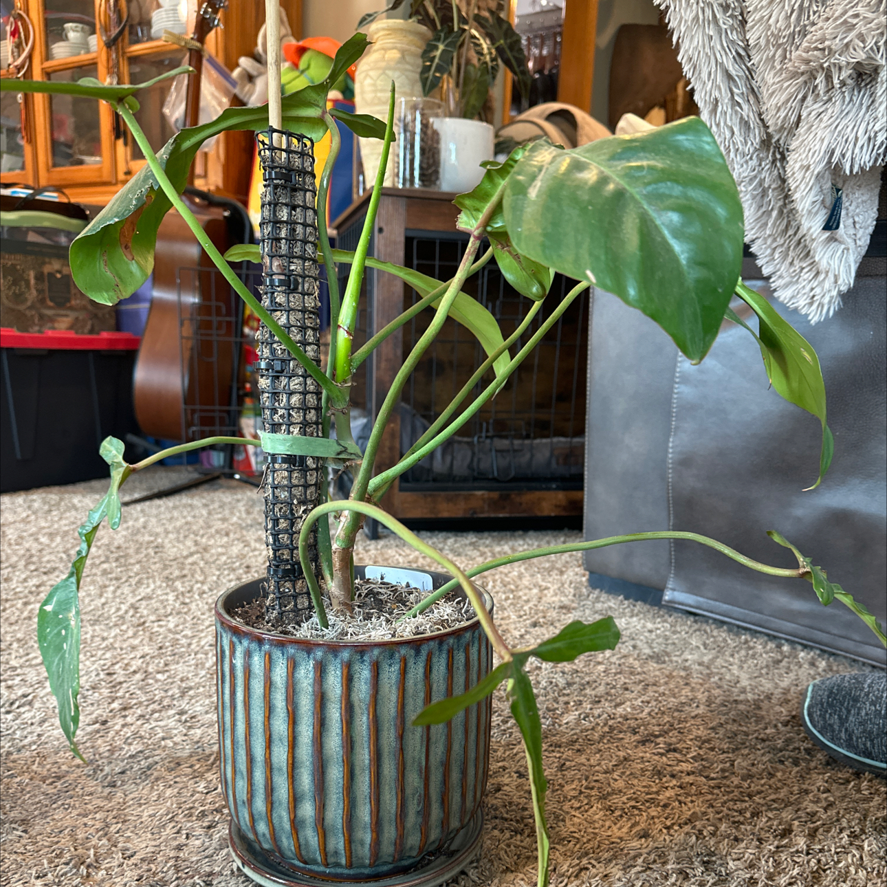 Photo of the plant species Electric Eel by @WizardNoblefir8 named Madonna on Greg, the plant care app