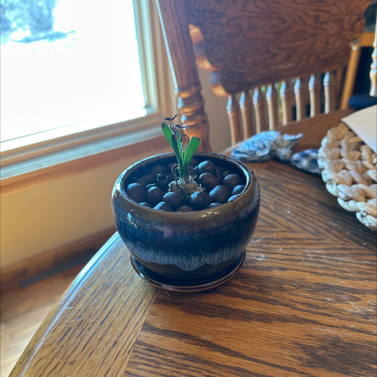 Photo of the plant species Grand Spiral Albuca by @WizardNoblefir8 named Maya on Greg, the plant care app