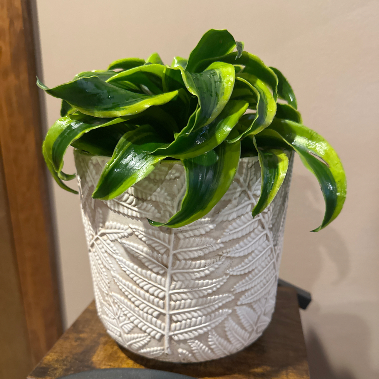 Photo of the plant species Dracaena Tornado Twisted by @WizardNoblefir8 named Foxxy on Greg, the plant care app