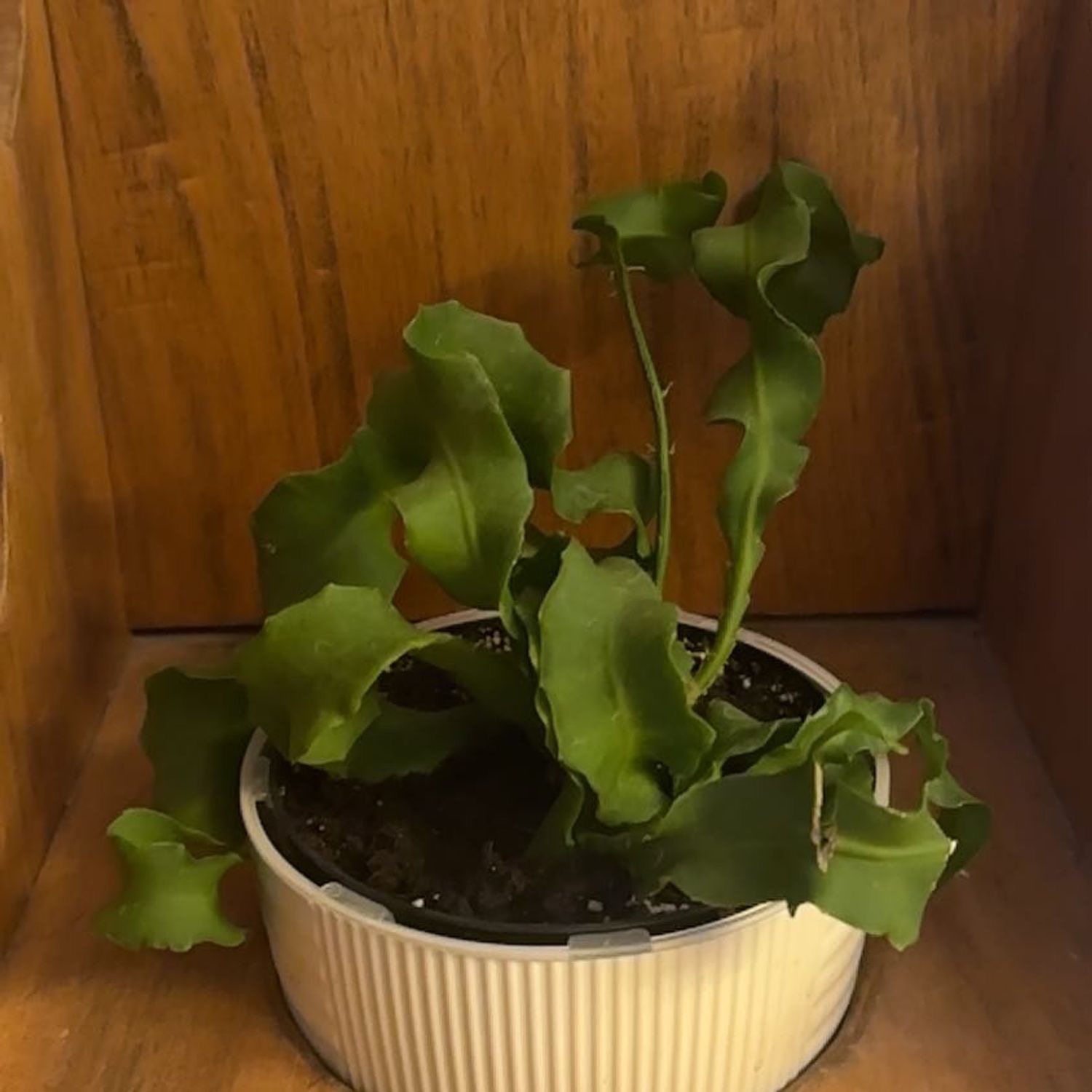 Photo of the plant species Curly Locks Orchid Cactus by @WizardNoblefir8 named Bruce Lee on Greg, the plant care app