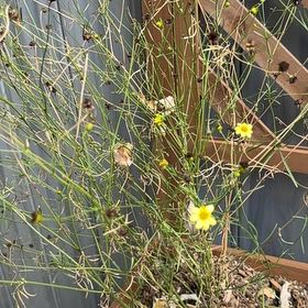 Photo of the plant species Flame Buttercup by @KnightlyFrithia named Bruce Lee on Greg, the plant care app