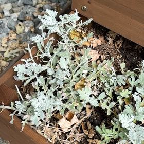 Photo of the plant species Oldwoman by @KnightlyFrithia named Sigmund on Greg, the plant care app