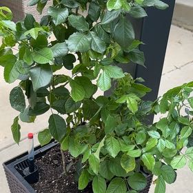 Photo of the plant species Large rose climber by @KnightlyFrithia named Harmony on Greg, the plant care app