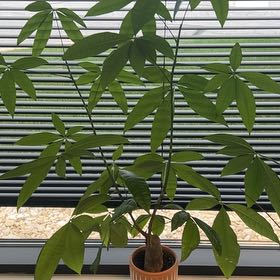 Photo of the plant species Cassava by @BoldHautree39 named Forrest on Greg, the plant care app