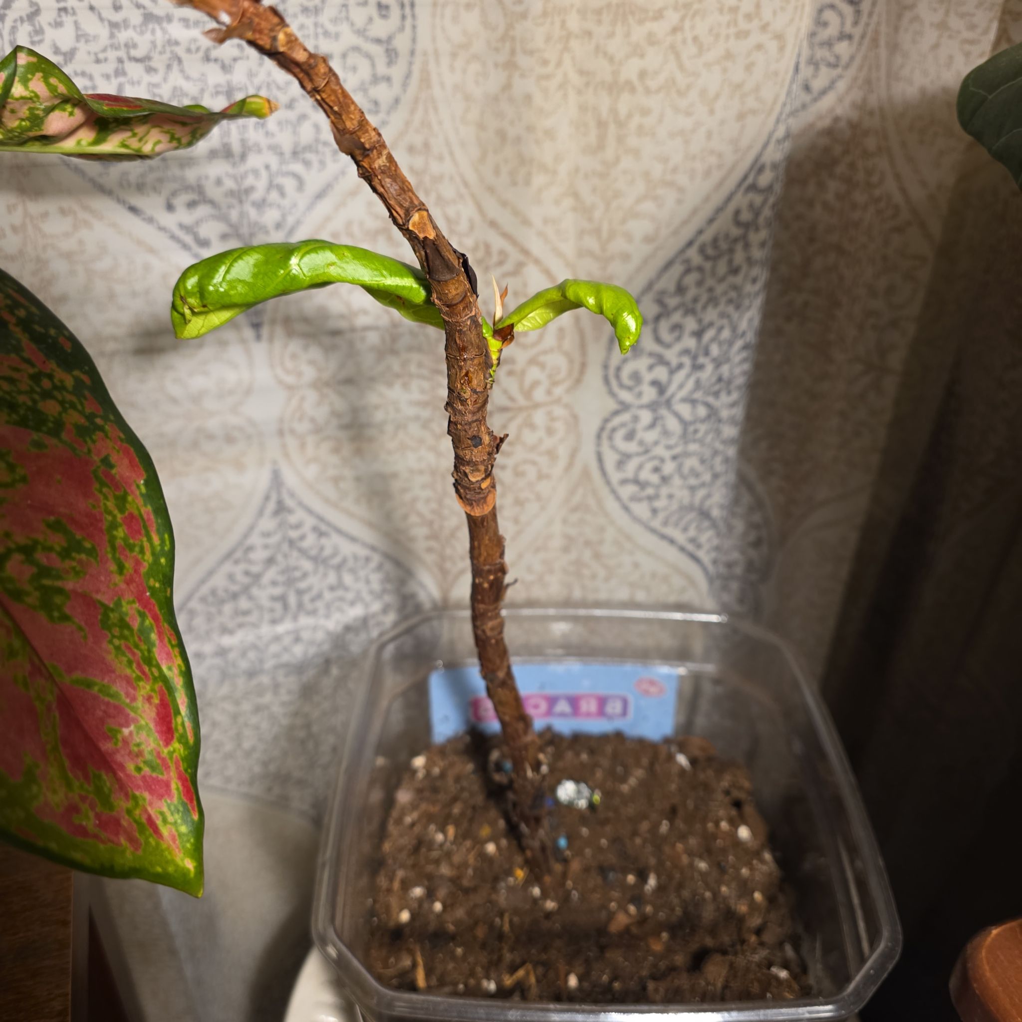 Photo of the plant species Fiddle Fig by @PotHead77 named Junior on Greg, the plant care app