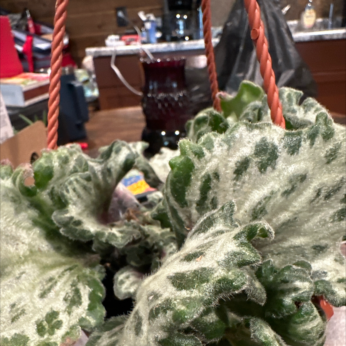 Photo of the plant species Loki Asian Violet by @PiousMostii92 named Kylie on Greg, the plant care app