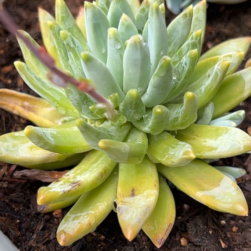 Photo of the plant species Greene's Liveforever by @LordCyclamen92 named Homer on Greg, the plant care app