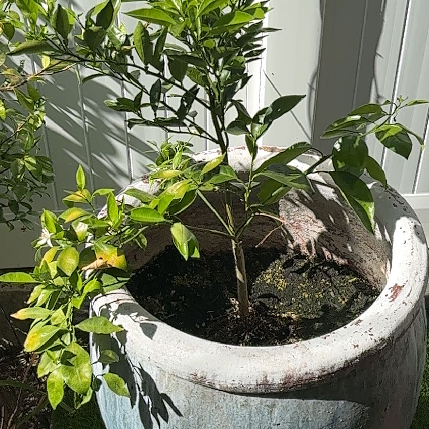Photo of the plant species Orange Tree by @PrimoDill named Athena on Greg, the plant care app