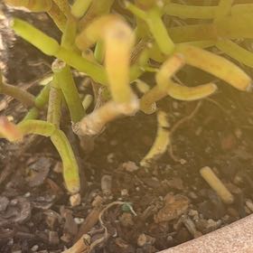 Photo of the plant species Juniper Mistletoe by @PrimeAjwain75 named Clooney on Greg, the plant care app