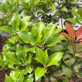 Photo of the plant species Japanese Andromeda by @WiseQueenpalm80 named Fernie Saunders on Greg, the plant care app