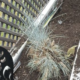 Photo of the plant species Big Muhly by @VipBlue98 named Willow on Greg, the plant care app