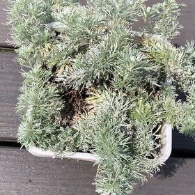 Photo of the plant species silver mound by @KnowingAvocado7 named Philimound on Greg, the plant care app