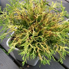 Photo of the plant species Gold Mop Cypress by @KnowingAvocado7 named Robert Plant on Greg, the plant care app
