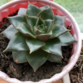Photo of the plant species Urbinia Purpusii by @KnowingAvocado7 named Khaleesi on Greg, the plant care app