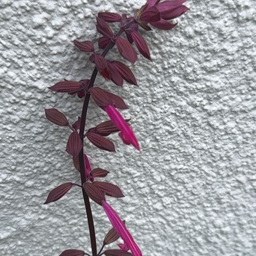 Photo of the plant species Salvia 'Wendy's Wish' by @SvelteTutu31 named Bruce Lee on Greg, the plant care app