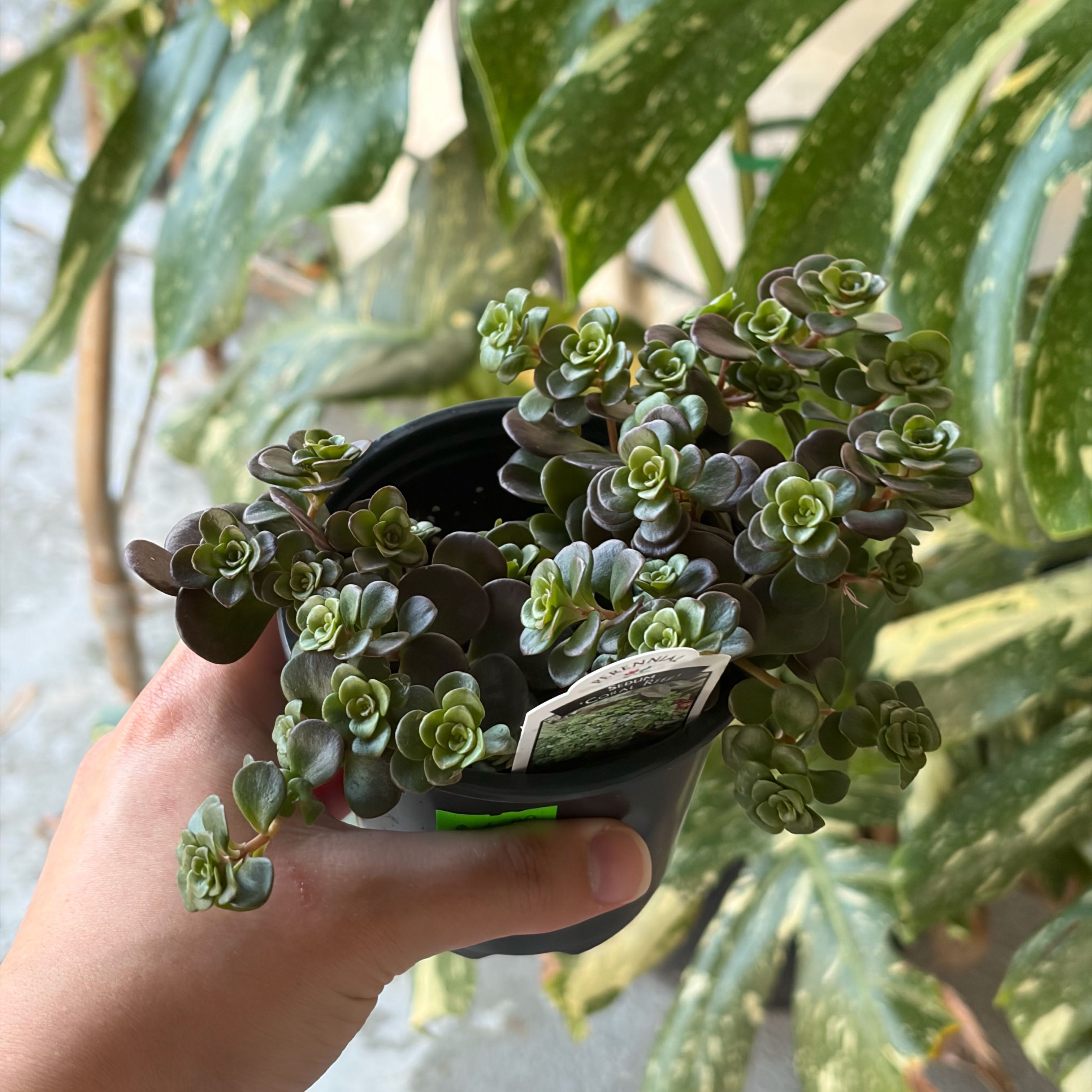 Photo of the plant species Chinese Sedum by @coriilynnn named Baesil on Greg, the plant care app