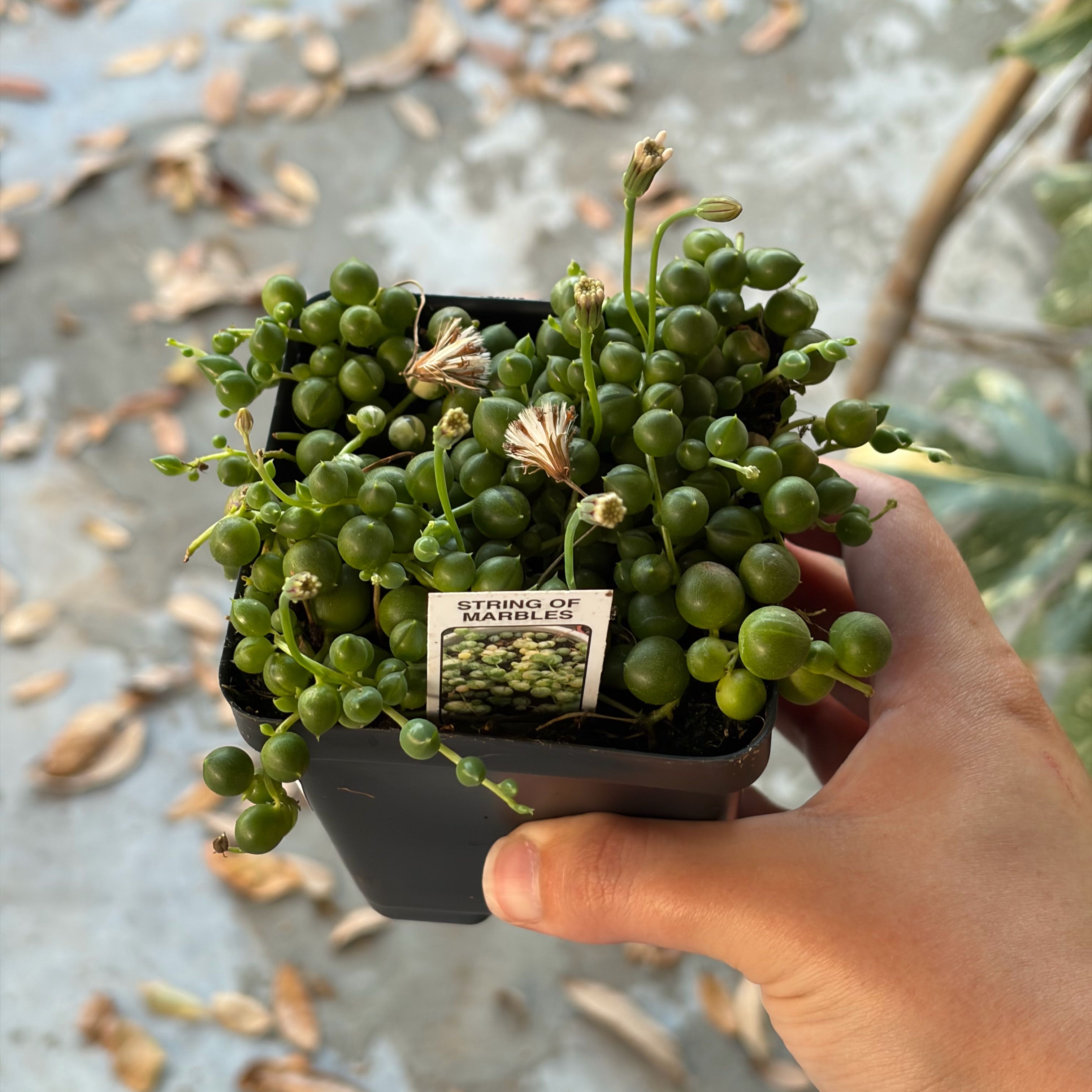 Photo of the plant species String Of Marbles by @coriilynnn named Diana on Greg, the plant care app