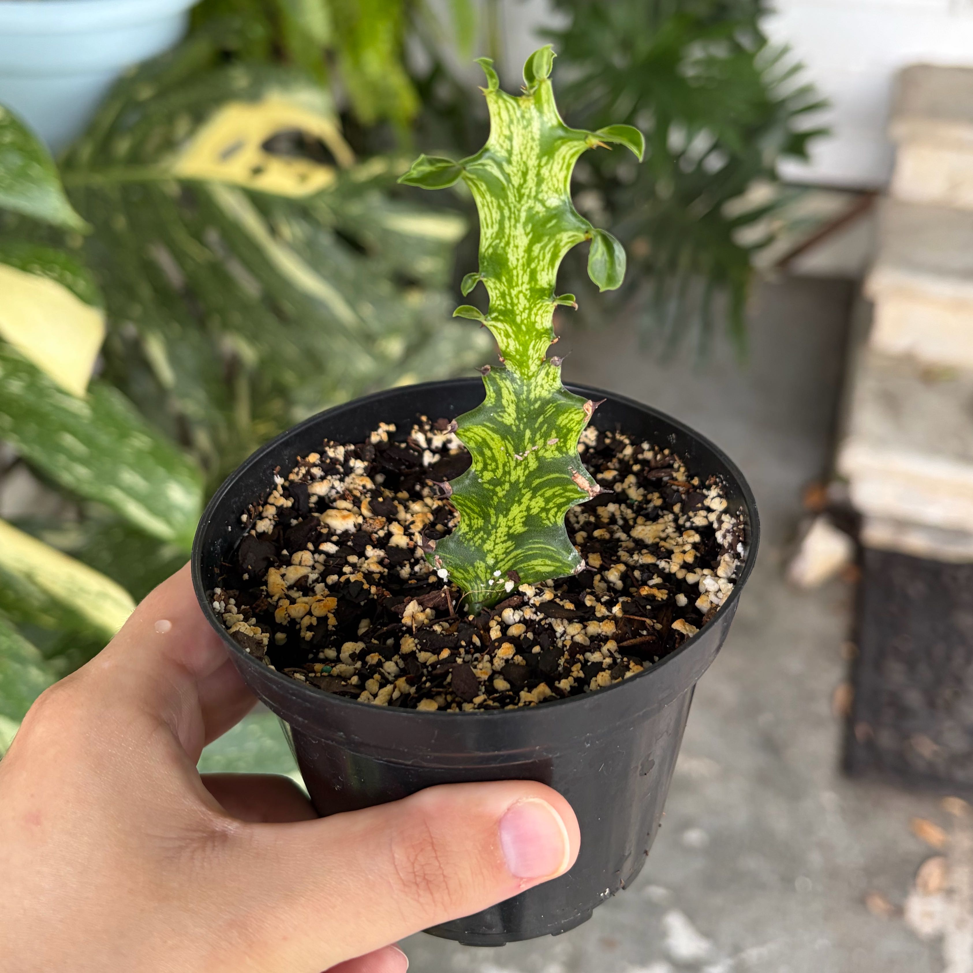 Photo of the plant species Euphorbia 'Mint Cream' by @coriilynnn named Sol on Greg, the plant care app