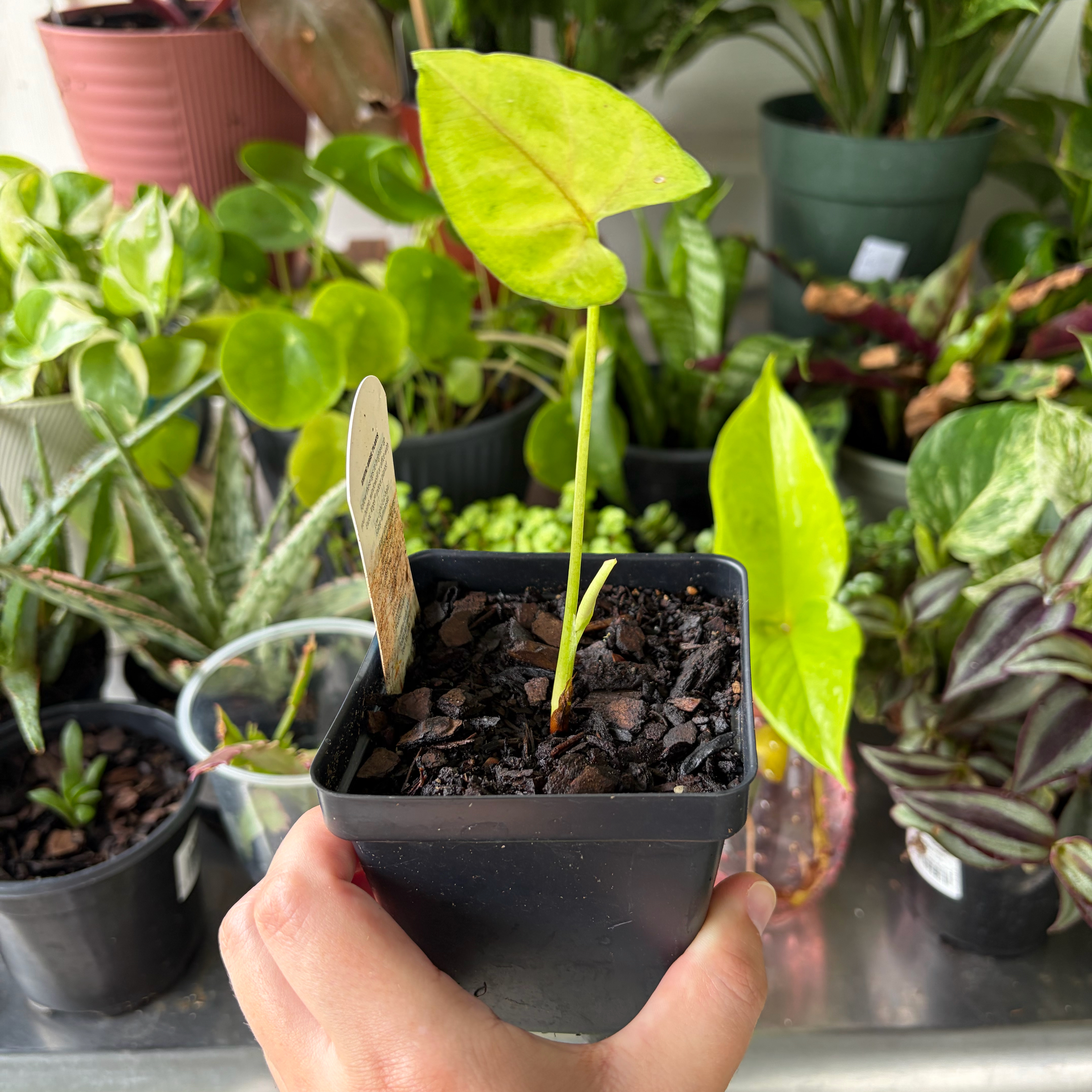 Photo of the plant species Pink Allusion Arrowhead Plant by @coriilynnn named Homer on Greg, the plant care app