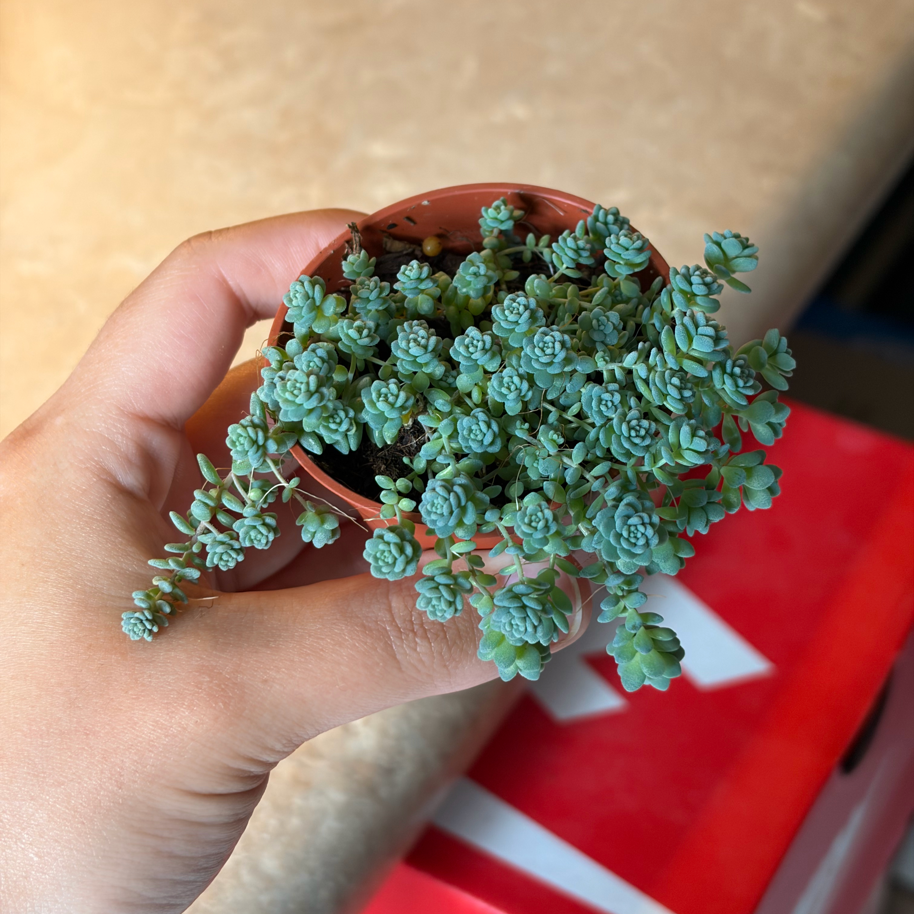 Photo of the plant species Corsican Stonecrop by @coriilynnn named Ulysses S Plant on Greg, the plant care app