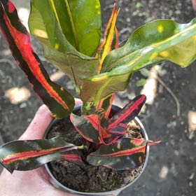 Photo of the plant species Baby Croton by @ZappyAlula20 named Fernie Saunders on Greg, the plant care app