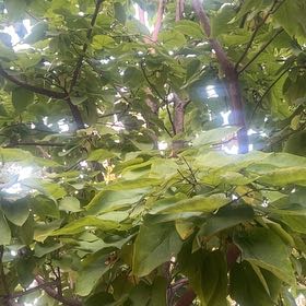 Photo of the plant species Catalpa by @MasterlyTipa44 named Fernie Mercury on Greg, the plant care app
