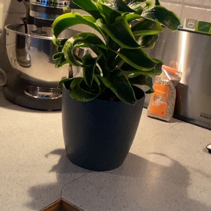 Photo of the plant species Draceana Tornado by @UndauntedRye38 named Duke on Greg, the plant care app