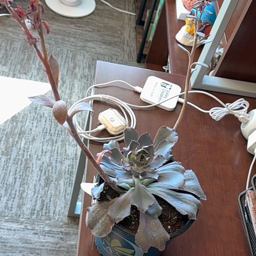 Photo of the plant species Echeveria 'Andromeda' by @SmartMugwort27 named Kesha on Greg, the plant care app