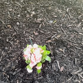 Photo of the plant species Dessert Rose Plant by @HomelyBogmyrtle named Tree Diddy on Greg, the plant care app
