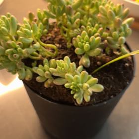 Photo of the plant species Jelly Bean Plant by @ProperlyWaxivy1 named Spike Leaves on Greg, the plant care app