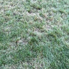 Photo of the plant species Smooth Meadowgrass by @LogicalLilac33 named Denali on Greg, the plant care app