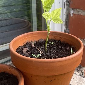 Photo of the plant species Common Bean by @FabRosebush62 named Denali on Greg, the plant care app