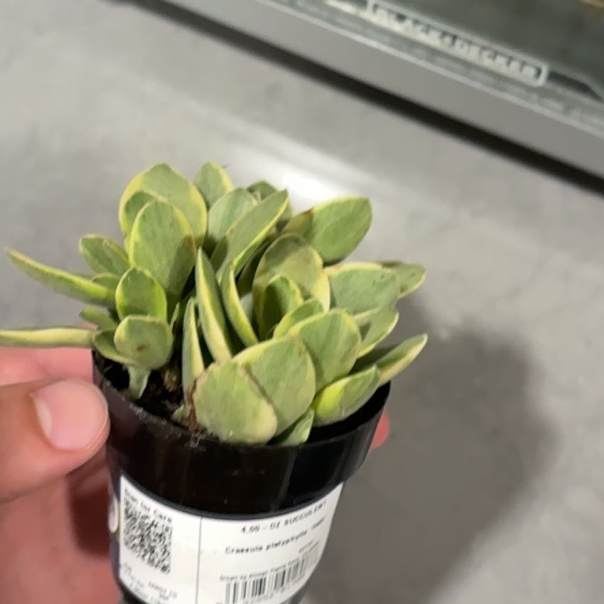 Photo of the plant species Variegated Crassula platyphylla by @TryHedera75 named Clooney on Greg, the plant care app
