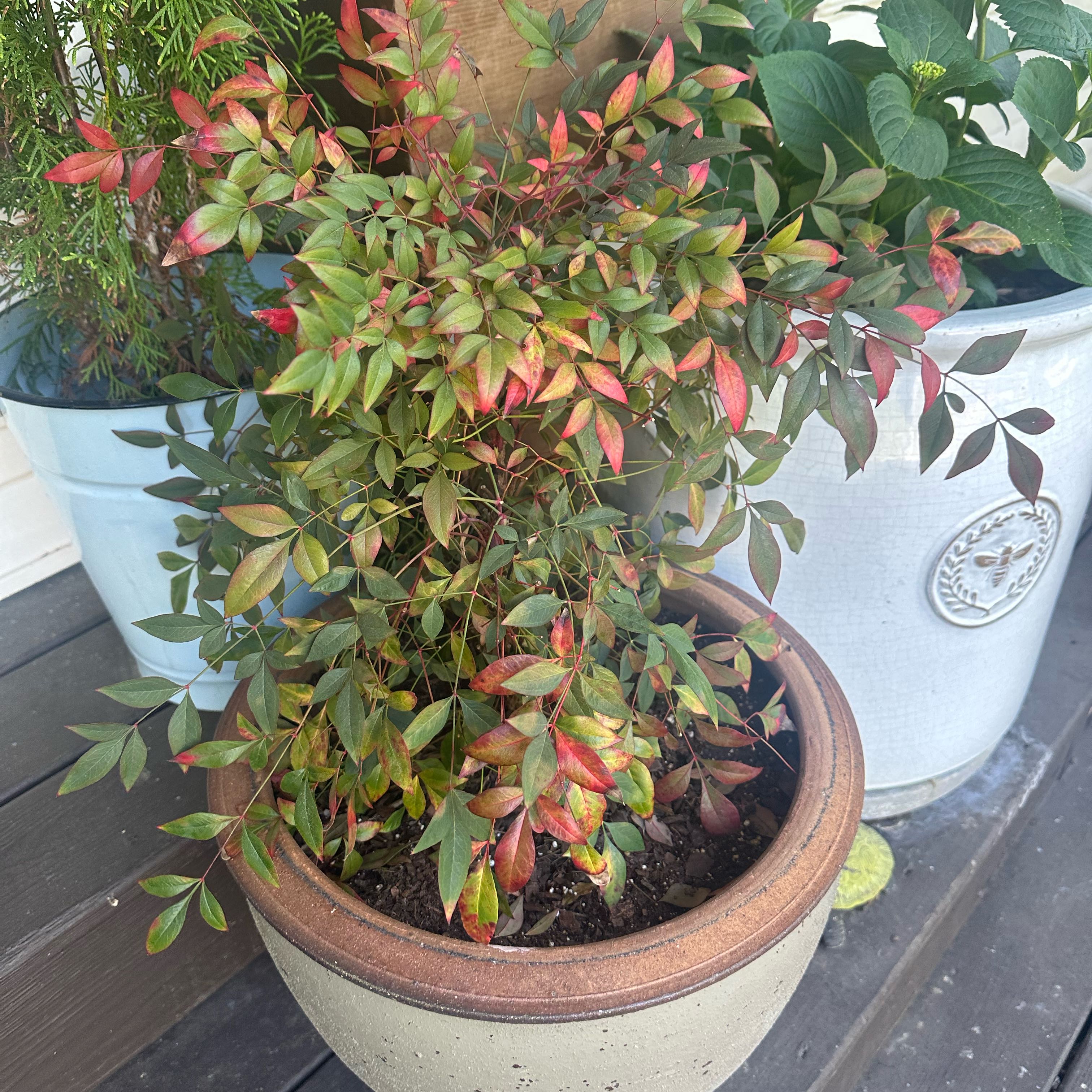 Photo of the plant species Sacred Bamboo by @AbsoluteTreeivy named Beyonce on Greg, the plant care app