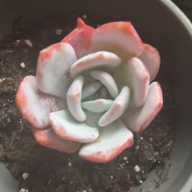 Photo of the plant species Blue Fairy Echeveria by @JudyS named Luna on Greg, the plant care app