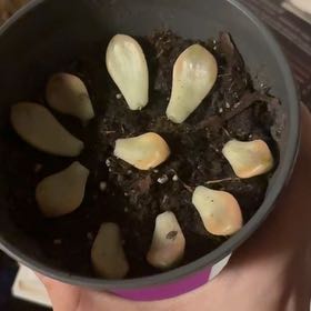 Photo of the plant species Porcelain Plant by @JudyS named Kendall on Greg, the plant care app