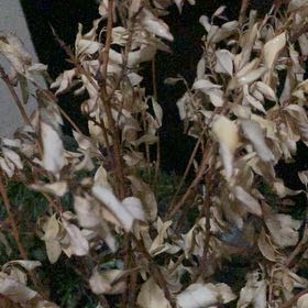 Photo of the plant species Milky Widow's Thrill by @OptimistPhlox68 named Bella on Greg, the plant care app