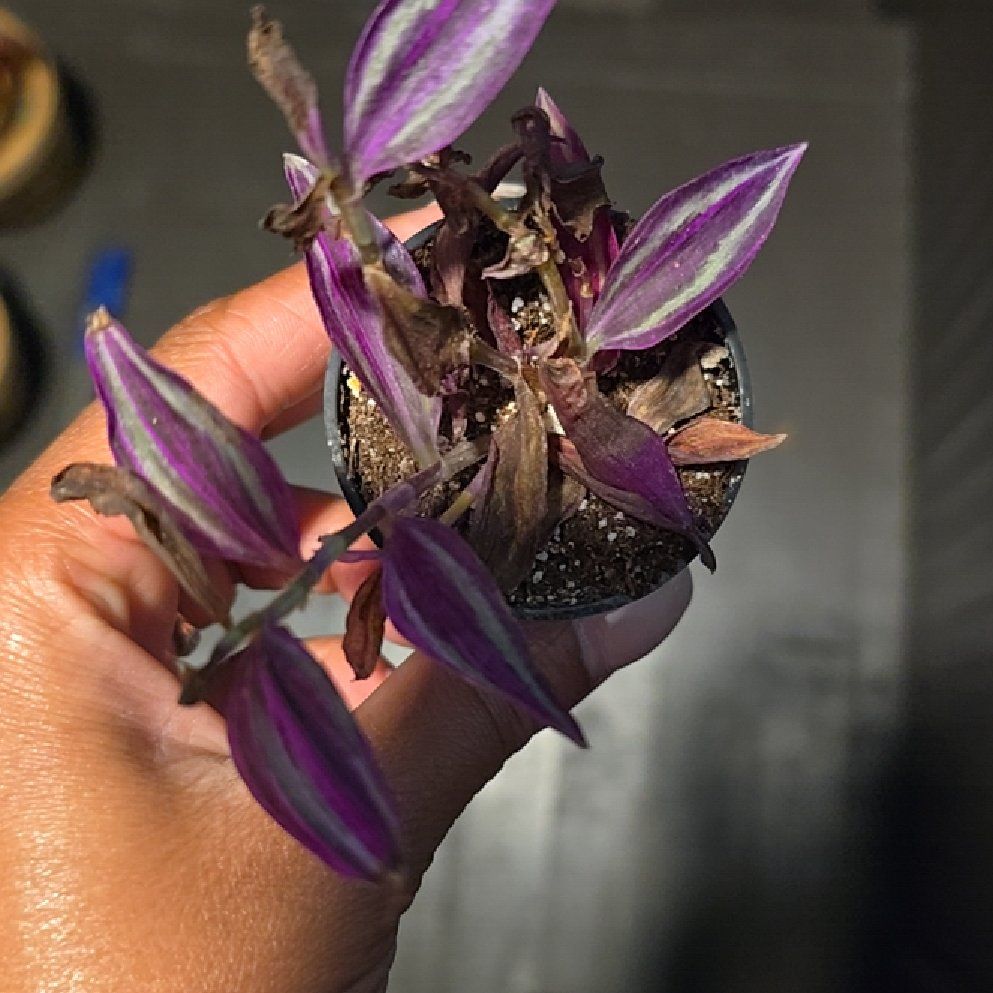 Photo of the plant species Tradescantia 'Pink Paradise' by @PersuasiveNeem2 named Quibbi on Greg, the plant care app