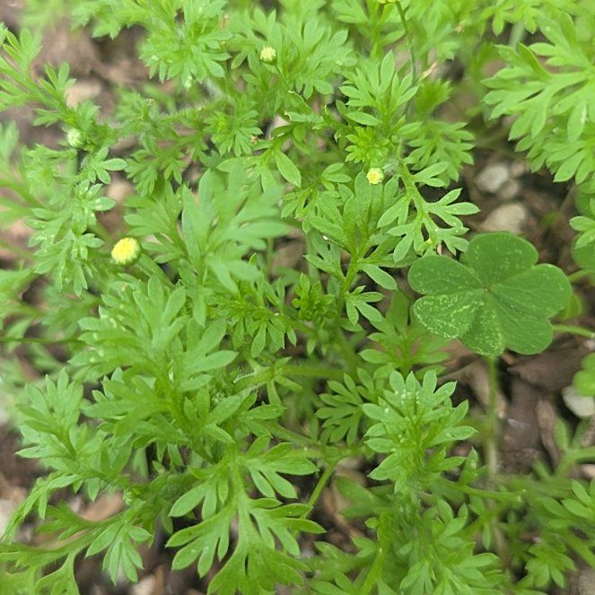 Photo of the plant species Bachelor's Buttons by @FitWeed93 named Marilyn on Greg, the plant care app