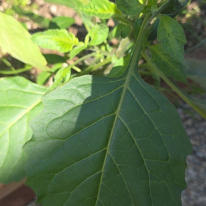 Photo of the plant species American Black Nightshade by @FitWeed93 named Gates on Greg, the plant care app