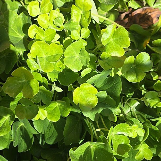 Photo of the plant species European Woodsorrel by @FitWeed93 named Luna on Greg, the plant care app