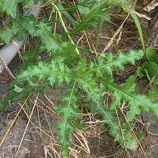 Photo of the plant species Bristly Thistle by @SugarLime51 named Gomez on Greg, the plant care app